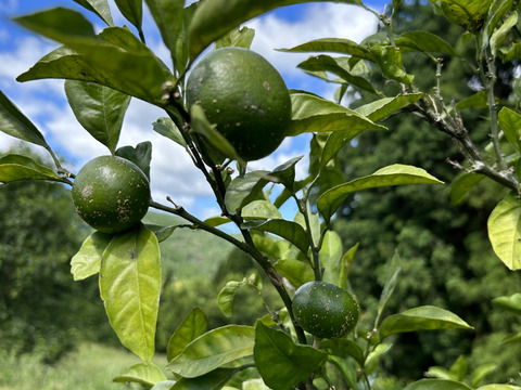 環境を守る！箱込み4kg　栽培期間中、農薬不使用 熊本の極早生みかん 【 肥のあかり】