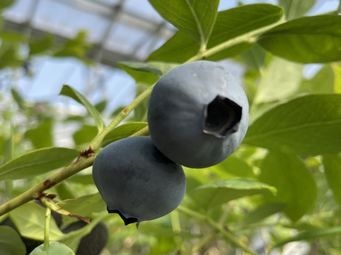 ✿冷凍ブルーベリー✿ ユーリカ中粒500g 　❃2025年度収穫❃農薬不使用