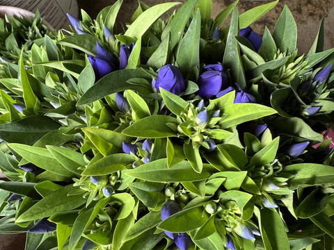 りんどう紫　短い100本　クール便