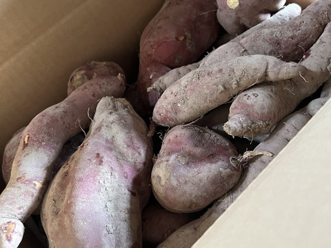 売れ筋がひ贈り物！ 訳ありさつまいも紅あずま（20kg）：北海道産のベニアズマ｜食べ 野菜