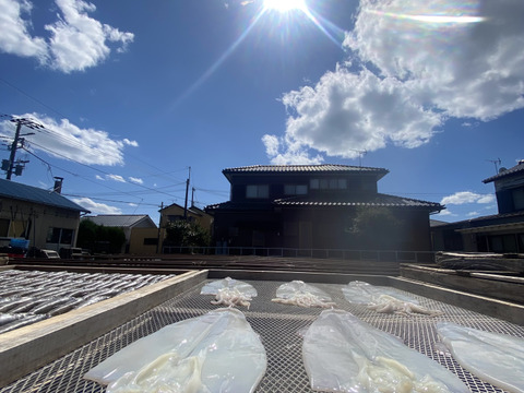 ぷりぷり★ヤリイカ一夜干し【中サイズ】