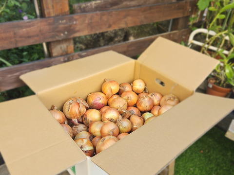 常備野菜といえば玉ねぎ‼️北はやて　10kg