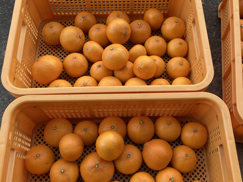 「せとか」ご家庭用　M~2Lサイズ大小混合　2kg（箱込み）