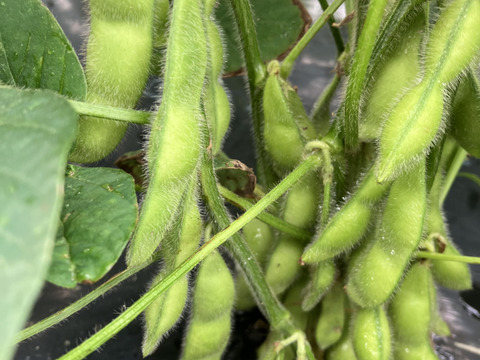 富貴を食べれるのは今だけ‼️丹波産枝豆❗️1kg入