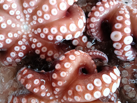 訳あり【関門海峡たこ】頭のみ500g＆頭多め一口大カット500g
刺身、アヒージョ、唐揚げ、たこ飯、たこ焼きに♪