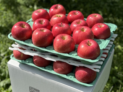 青森県産りんご　葉取らず早生ふじ（ひろさきふじ）　家庭用10㎏【20～46個入り】