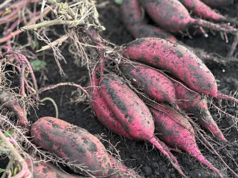 訳あり・形良し・土付き🍠シルクスウィート・内容100g〜750g大小混合
⭐︎農薬不使用