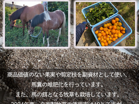 【愛媛県中島産】コクあるみかん！南柑20号　サイズ混合5キロ