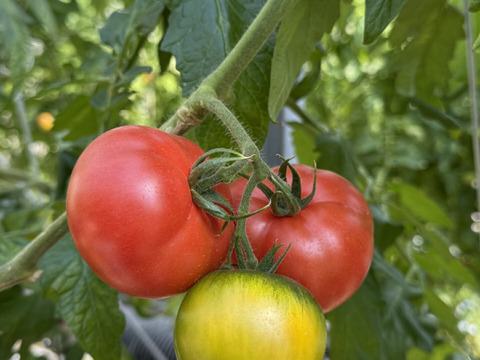 完熟トマト　糖度7～8度　約750ｇ　高知県産