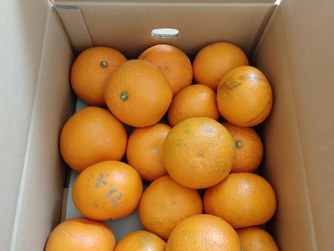 【紅・甘ッ・ホロ苦ッ】大人の味‼︎紅八朔「家庭用」4kg