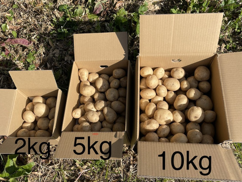 【自然栽培】出島（デジマ）じゃがいも　5㎏（農薬・肥料不使用） 新ジャガイモ　馬鈴薯