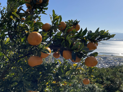 〜濃厚な甘味と爽やかな香り〜松川果樹園のポンカン　5キロ（訳あり品）