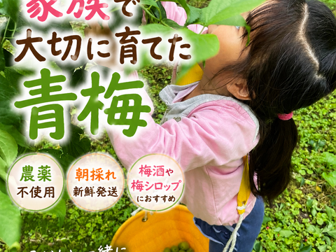 【予約販売】農薬不使用 青梅 2Kg 自家農園 梅酒 梅シロップ 農家直送 収穫後発送
