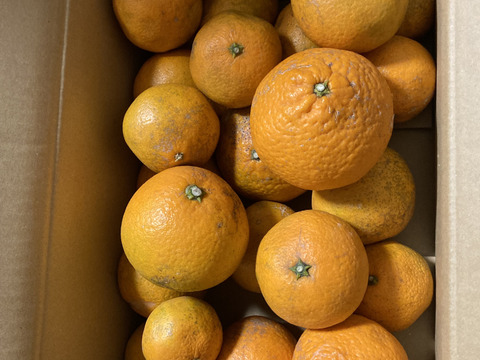 訳あり「清見オレンジ」５㎏。