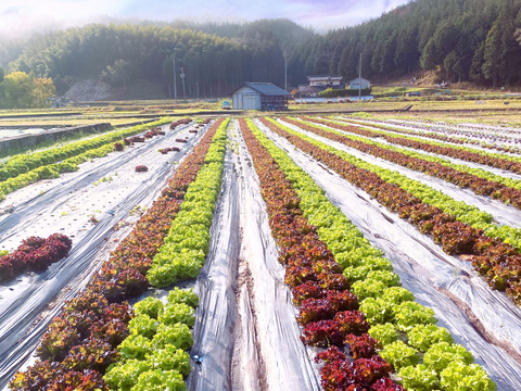 【数量限定】農薬不使用のレタス！今だけの柔らかいレタスが食べれる！