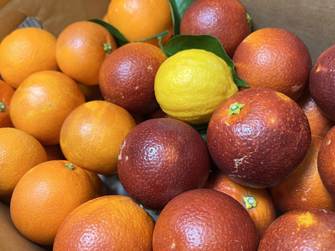 【三ヶ日産】ブラッドオレンジ   約5kg