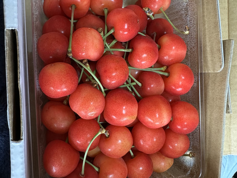 2026年予約販売　山形県産さくらんぼ　佐藤錦　500グラム　秀品