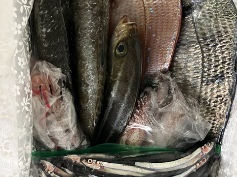 商品説明必読】【未利用魚】漁師直送！捌かず食べれる！？おさかな