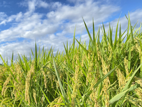 令和6年度産　10月中旬発送　減農栽培ヒノリカリ（へアリーベッジ米）　※4.5kg精米