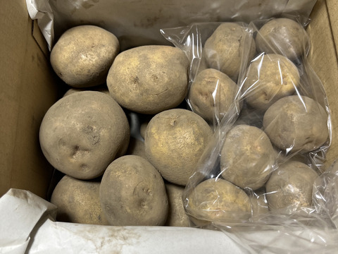 【ちょっと訳有❗】じゃがいも【キタアカリ】大きさ色々　60サイズ　1.5㎏　おまけ付  ※商品説明をご一読の上、「常温便」、「クール便」をご指定下さいませ。