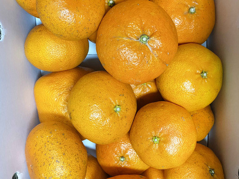 【愛媛県中島産】プチプチ甘平　サイズ混合5kg 　家庭用