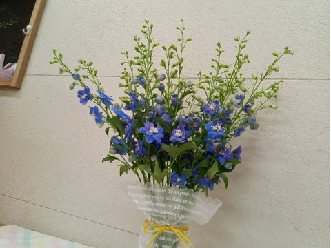 贈り物 供花にも 可憐で鮮やかなデルフィニウム １束 熊本高森から直送便 おうち時間 にもおススメ 熊本県産 食べチョク 農家 漁師の産直ネット通販 旬の食材を生産者直送