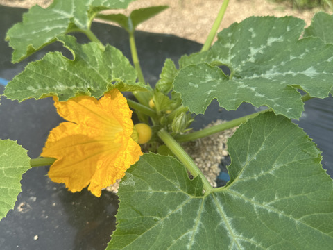 3　兵庫県産　朝採り　採りたて　農薬不使用　やまもも　約1.0kg （箱込み） 2025 無農薬 完熟タマネギ dohsakafarm-plough- (兵庫県産