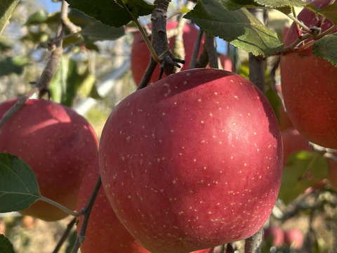 サンふじ　信州産　中玉・大玉　約10kg