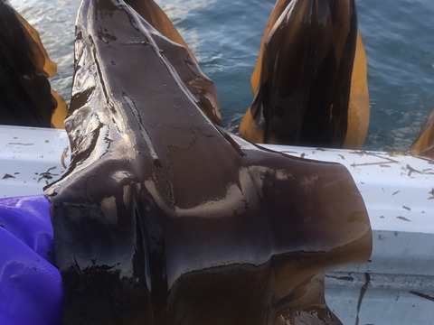 【実質送料無料】贈答・ギフトに1等級利尻昆布3年物使用850mm以上2枚入り