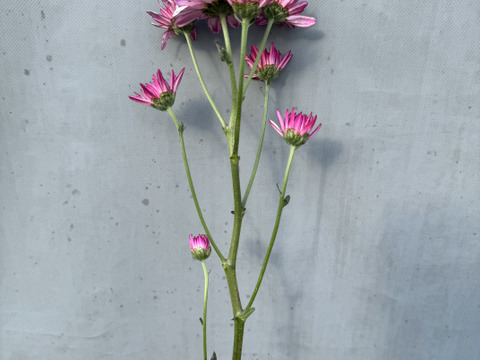 【訳あり⠀】葉っぱなしスプレーマム10本セット