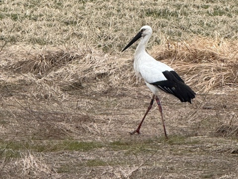 【令和7年産 】兵庫県養父市産　蛇紋岩コシヒカリ 但馬米 玄米30ｋｇ 「氷ノ山の恵み」◆配送地域限定商品◆ (精米無料)　数量限定