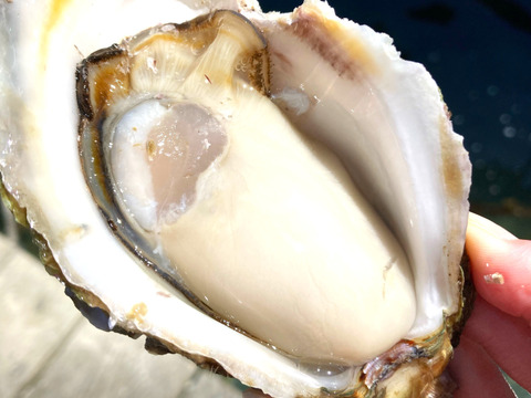 能登産　岩牡蠣（生食用）Mサイズ　10個　＜300g～400g/１個＞