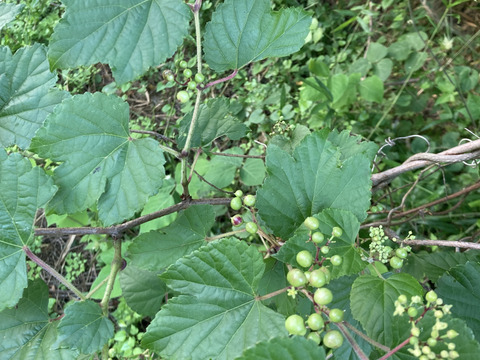 【自然栽培】野ぶどう　馬ぶどう　生の青い実