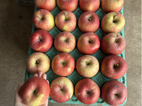 ★★新春セール★★🍎約5キロ🍎レビュー数1900件突破！！葉とらずふじ【家庭用】１３玉～２３玉 青森 りんご リンゴ 訳あり 商品ID165766