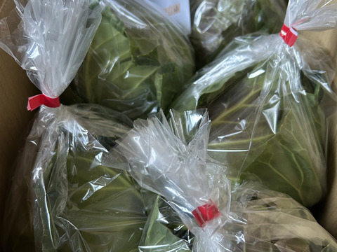 【期間限定！】大人気♪甘くて柔らか美味しさ感動級♪グリーンボール５玉