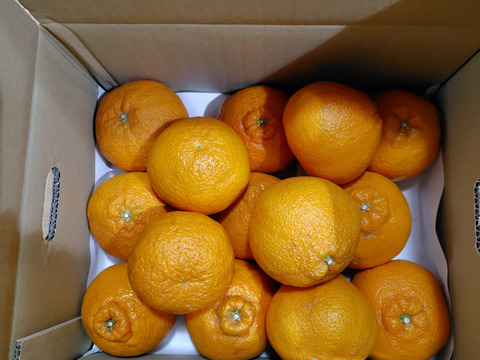 《豊作割引》【家庭用】不知火 4.5kg 糖と酸のせめぎ合い♡スッキリ系ジューシー柑橘♫愛媛みかん！！デコ！！