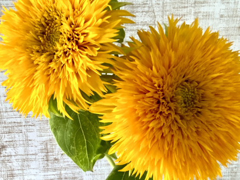 【ひまわり５本】ひまわり&ふわふわモコモコのテディベア（希少）登場！インパクトありあり！