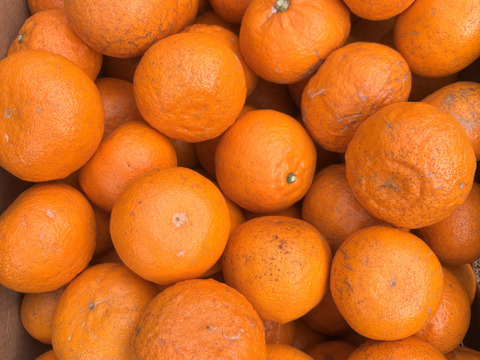 訳あり　愛媛県産　瀬戸内海　島育ち　せとか 5kg （箱込み）