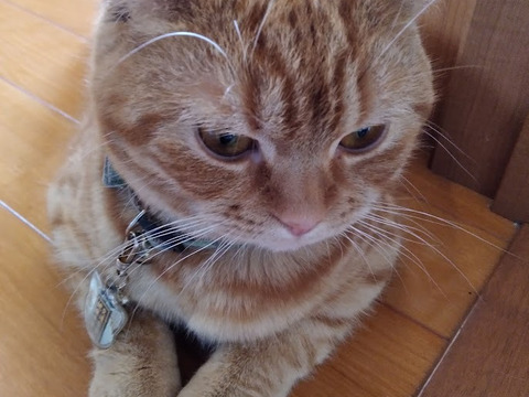 三ヶ日みかん早生「こつぶちゃんたち」5kg