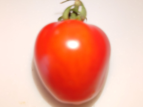 旬のミニトマト！甘いですよー