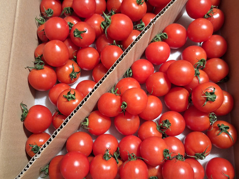 ☆期間限定☆【島根県江津市産】　完熟ミディフルーツトマト　スパルタ生まれの笑ちゃん（２kg）