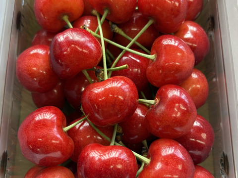 【2026年6月中旬予約】やまがた紅王🍒さくらんぼ新品種！パックバラ３Lサイズ
