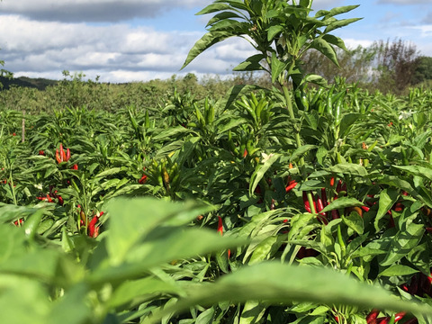 今の時期だけ！　農家自慢の生の赤唐辛子　採れたて新鮮　150g以上お入れしてお届けいたします。