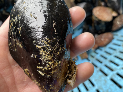 ザキヤマ水産のムール貝1kg 1 2人用 岩手県産 食べチョク 農家 漁師の産直ネット通販 旬の食材を生産者直送
