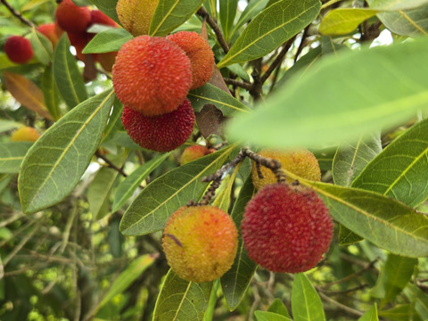 ★訳あり品　お買い得　自然栽培　ヤマモモ　1キロ～　秀峰　秀光　チルド便