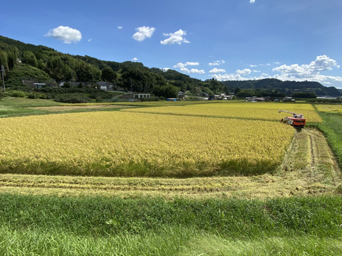 農薬・化学肥料不使用　南信州のこしひかり《精米》5キロ　令和7年産
(分づき対応可)