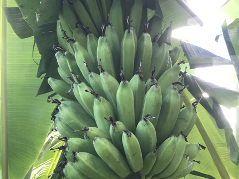 石垣島バナナ！もっちり甘い2キロ