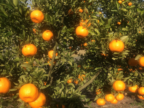 静岡県産　濃厚完熟みかん【ポンカン】4.5ｋｇ　（M〜2L混合）