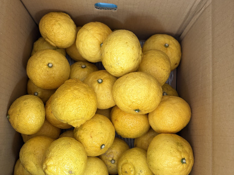 そらはるか【天空のはるか】愛媛産はるか 訳あり 7kg