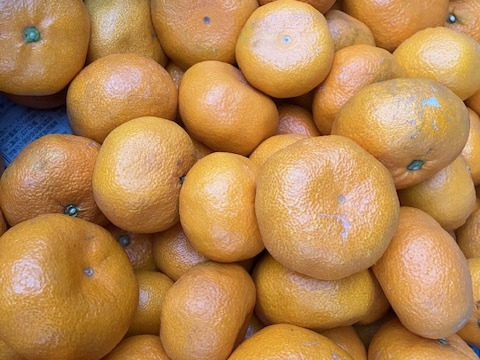 しんなり！青島大小（M~２L混合）7kg